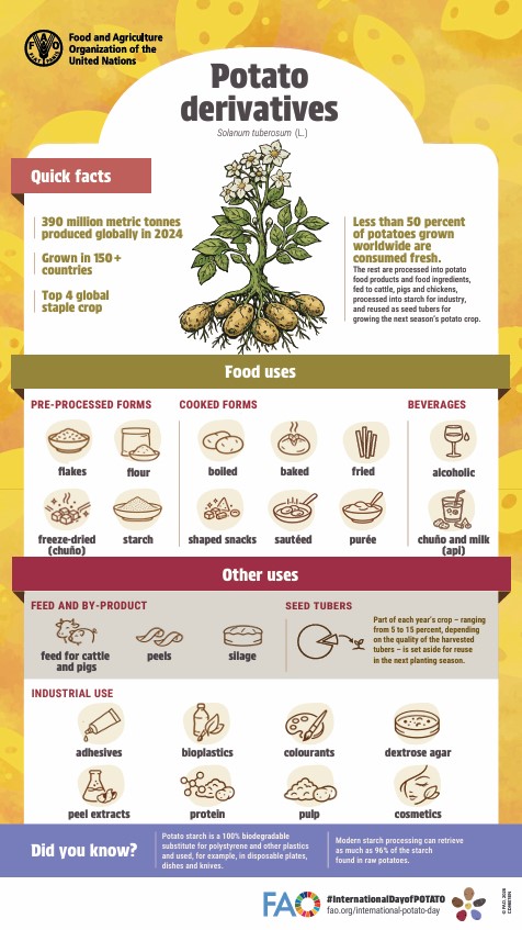 FAO infographic for International Day of Potato 2026